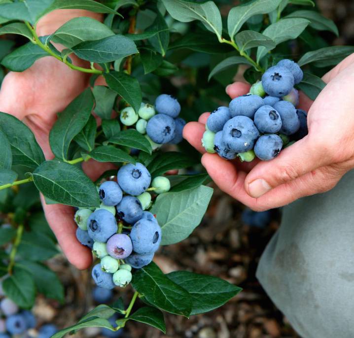 Pick Your Own Blueberries Near Philadelphia MommyPoppins Things to