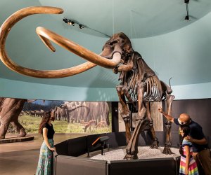 Top Attractions in Los Angeles: La Brea Tar Pits Museum