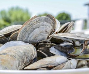 Image of clams - Things to do in Narragansett.