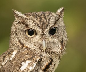 Fun Animal Facts For Kids: Owls can turn heads, but not move eyes