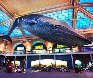 The larger-than-life blue whale is one of the most famous residents of the American Museum of Natural History