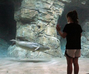 Photo of a child watching seals swim in the Maritime Aquarium.