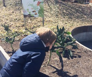 the children's discovery garden brooklyn botanic garden boy smelling flower