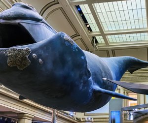 Visiting Smithsonian's National Museum of Natural History in DC with Kids Sant Ocean Hall