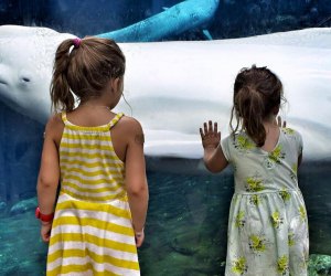 Mystic Aquarium beluga whale