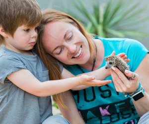 animal petting birthday party hedgehog