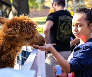 Blackberry Farms has a carousel, rides, and animals!