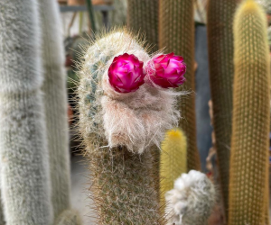 A Cactus with a friendly face from Cactus Store