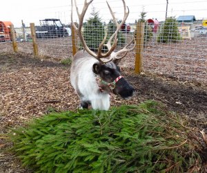 Image of reindeer at holiday attraction in Connecticut