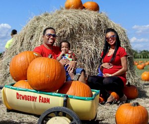 Pumpkin Patches Near Houston