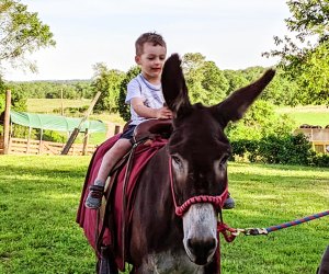 {picture of child riding a mule - Petting zoos in Connecticut