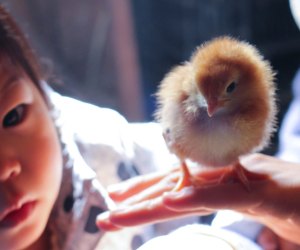 Hold baby animals this spring at Enjoy Pioneer Farm. 