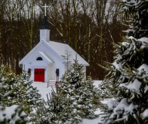 Image of one of the cut-your-own Christmas Tree Farms in Connecticut