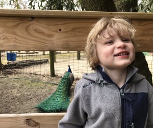 boy smiling with a peacock