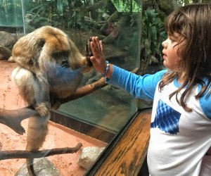 Photo of young girl looking at primate at CT's Beardsley Zoo