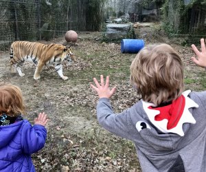 kids looking at tigers through glass