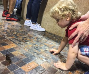 Visiting Smithsonian's National Museum of Natural History in DC with Kids Insect Zoo Butterfly Pavillion