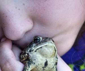 California Fun Facts for Kids: No licking toads