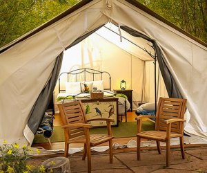 Wild Animal Sleepover Encounters for Kids Near LA San Diego Zoo Safari Park