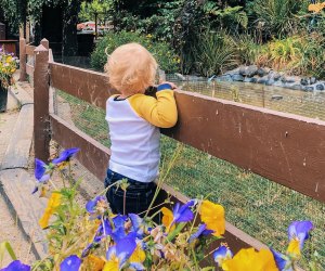 Best Day Trips from San Francisco: Lemos Farm in Half Moon Bay