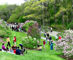 Spring Activities for Kids near Boston: image of Arnold Arboretum.