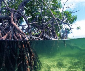 Blowing Rocks Preserve: Martin County Florida