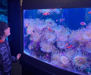 Photo of a child watching jellyfish in a Mystic Aquarium tank.