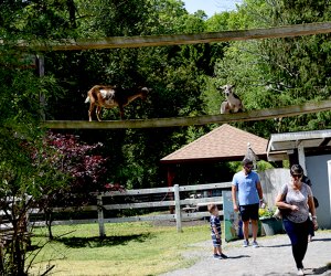 goats at Broookhollow Barnyard