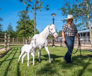  Tri-Circle-D Ranch: Disney's Fort Wilderness for Woodsy Wonder