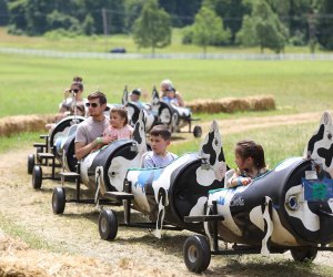 Ride the cow train at Ort Farms