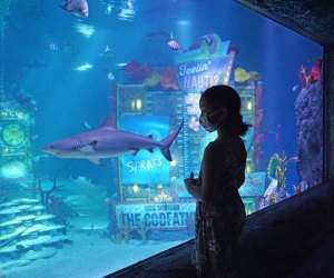 Sea Life Aquarium is a fun attraction to visit at the American Dream Mall