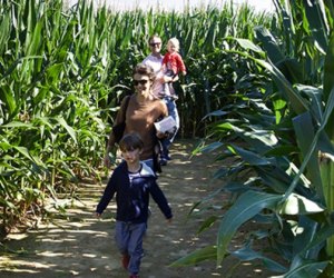 Corn maze near Long Island Stakey's Pumpkin Farm. 