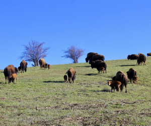 Steamboat Springs with Kids: Lucky 8 Ranch.