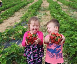 Two kids strawberry picking at Stony Hill Farms