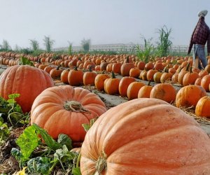 Fall Activities near Los Angeles for Kids: Tanaka Farms