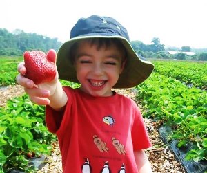 Go strawberry picking at Terh strawberries are sure to put a smile on your face