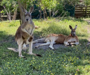 TGR Exotics Wildlife Park kangaroos