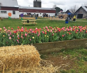 Holland Ridge Farms: Tulips and picnic tables