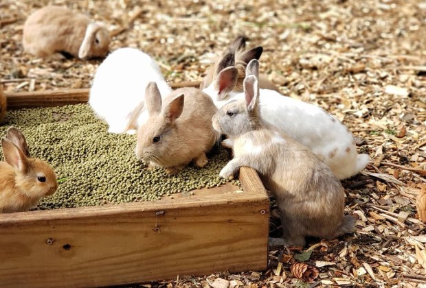 See Baby Animals At Petting Zoos And Family Farms In Nj Mommypoppins Things To Do In New Jersey With Kids