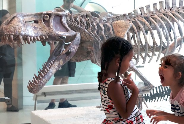 Roar with the intimidating and impressive dinosaurs.