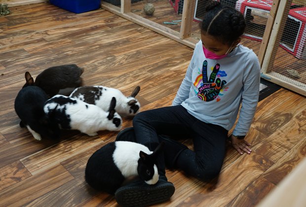 Meet—and feed—the furry, friendly bunnies at The Art Farm.