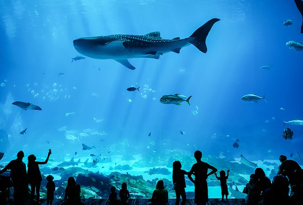 100 Fun Things To Do in Atlanta with Kids Before They Grow Up: Georgia Aquarium