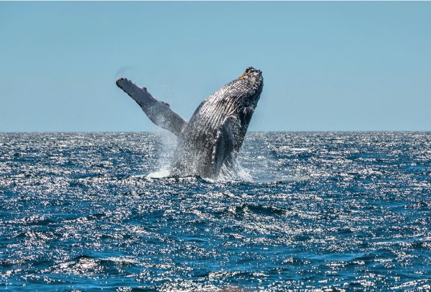 Island Packers Whales And Wildlife Cruise