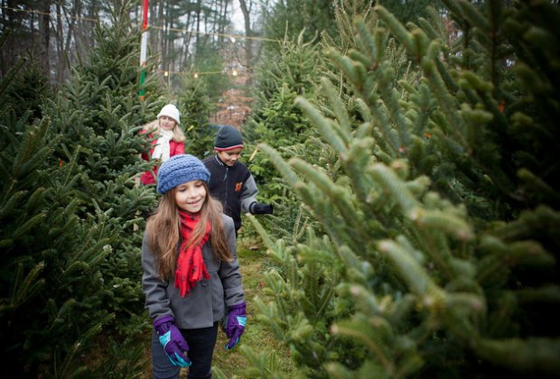 Christmas Tree Farms To Cut Your Own Near Boston