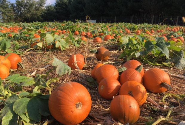 10 Best Pumpkin Patches Near Washington Dc For Kids Mommypoppins Things To Do In Washington Dc With Kids