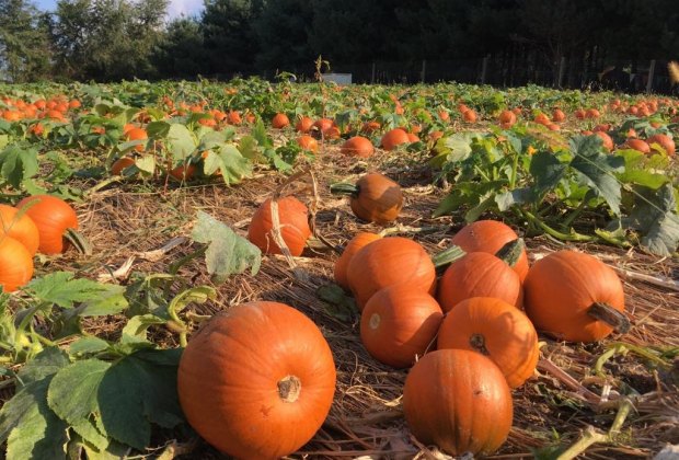 Patch di zucca a Clark Elioak Farm nel Maryland