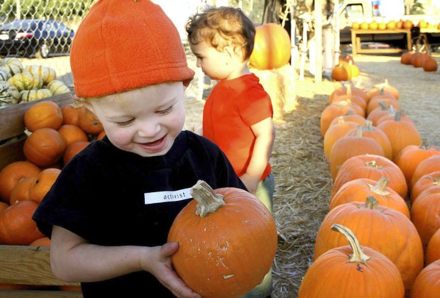 From local parking lot patches to farms near Los Angeles, here's where to find your perfect pumpkin.