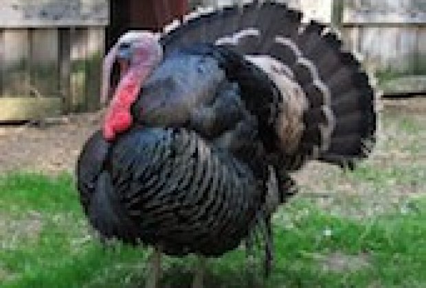 Things To Do In Westchester Today >> Where to Buy Local, Farm Fresh Turkeys for Thanksgiving in ... Things To Do In Westchester Today >> Where to Buy Local, Farm Fresh Turkeys for Thanksgiving in ...