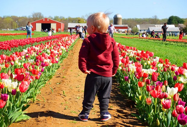 Row after row of tulips fills the fields at the stunning Holland Ridge Farms in Cream Ridge, New Jersey. Photo courtesy of the farm