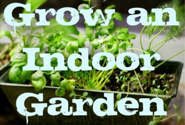 the farm to table movement has become a global concern as we try to reconnect with where our food comes from and increase our support for small local - Indoor Vegetable Garden Kit the farm to table movement has become a global concern as we try to reconnect with where our food comes from and increase our support for small local - Indoor Vegetable Garden Kit